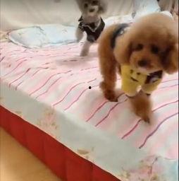 网红小狗小胖子视频,短视频里的治愈系萌宠传奇